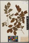 Foto von Salix silesiaca Willd.